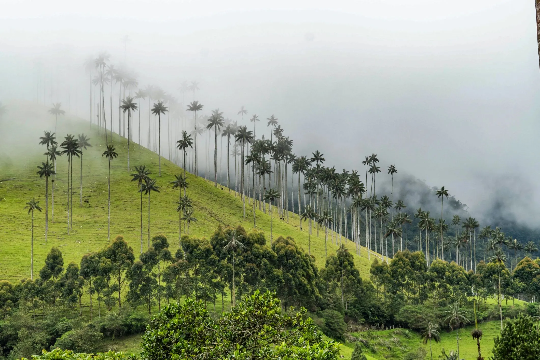 Palmas de cera del Valle de Cocora entre la niebla del Eje Cafetero