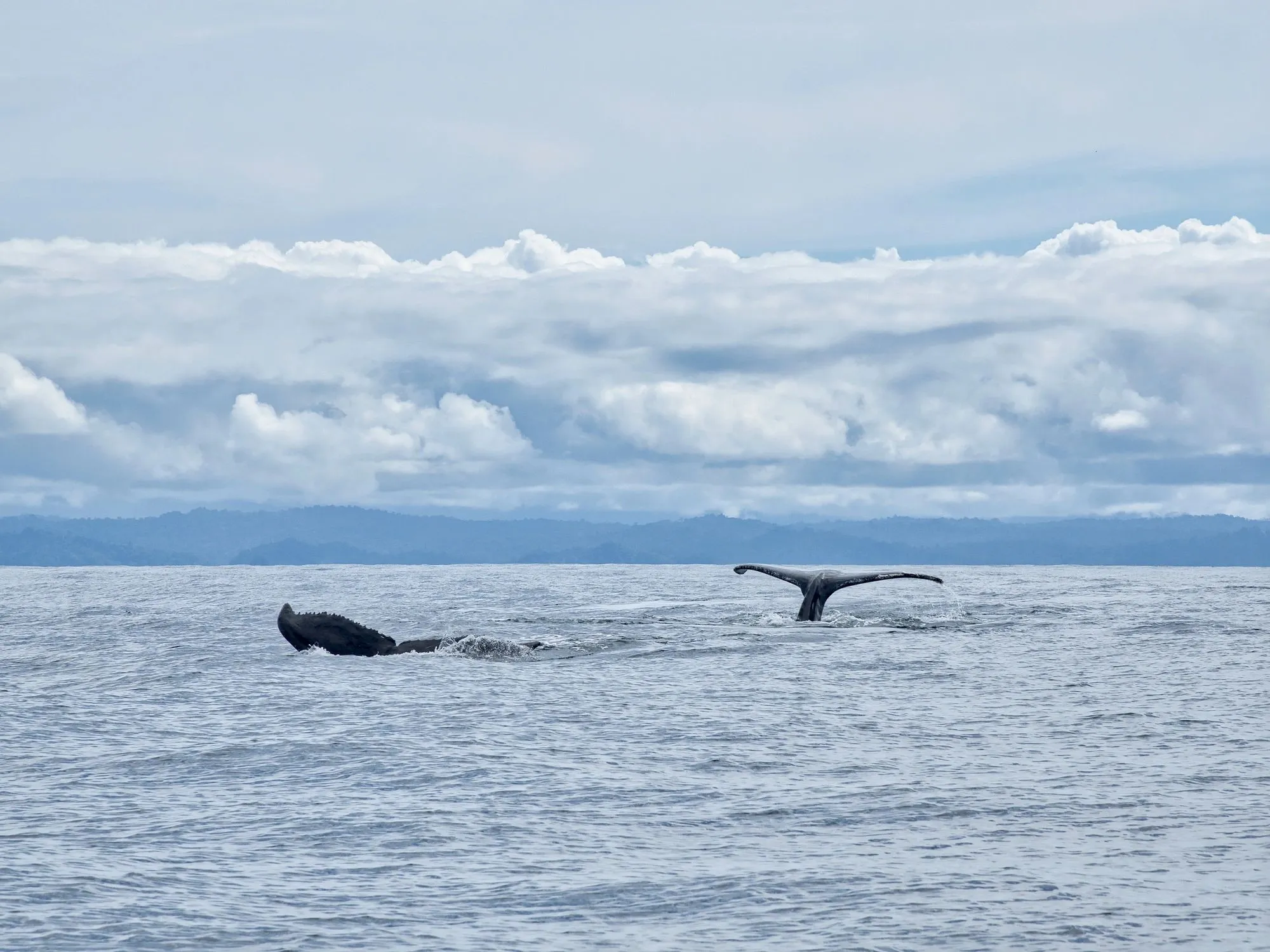 Cola de ballena emergiendo del océano Pacífico colombiano