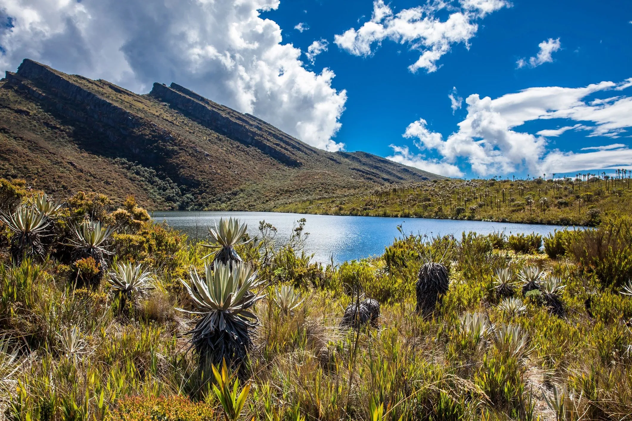 Frailejones y laguna de alta montaña en un páramo andino colombiano